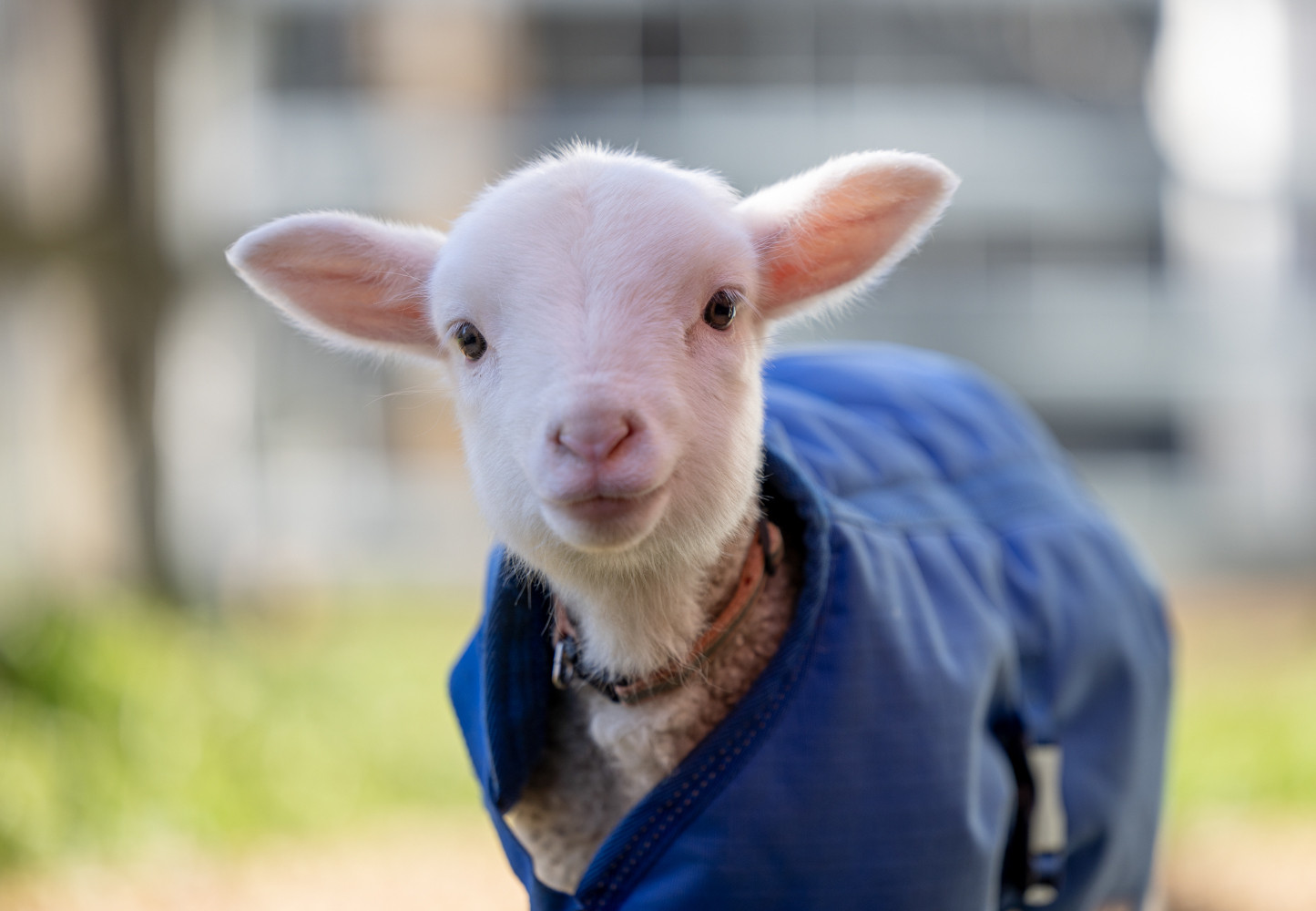 Lamb in a blue jacket 