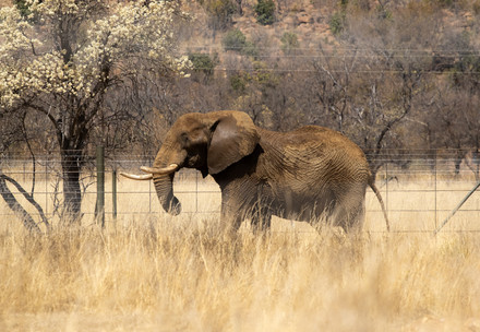 Elephant in the Savanna