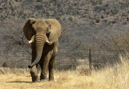 Charley the elephant at his adaptation enclosure at Shambala Private Game Reserve