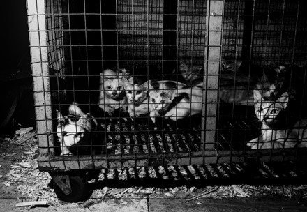 Black and white image of cats in a cage