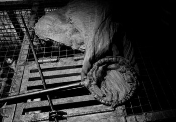 A net used to capture animals on top of a cage