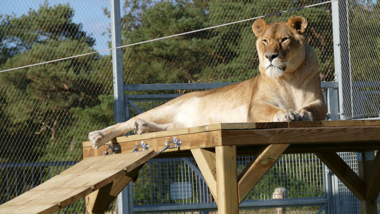 A Gift of Safety Lioness Elza laying on a wooden platform at FELIDA