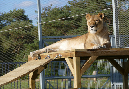 Lioness Elza at FELIDA Big Cat Sanctuary
