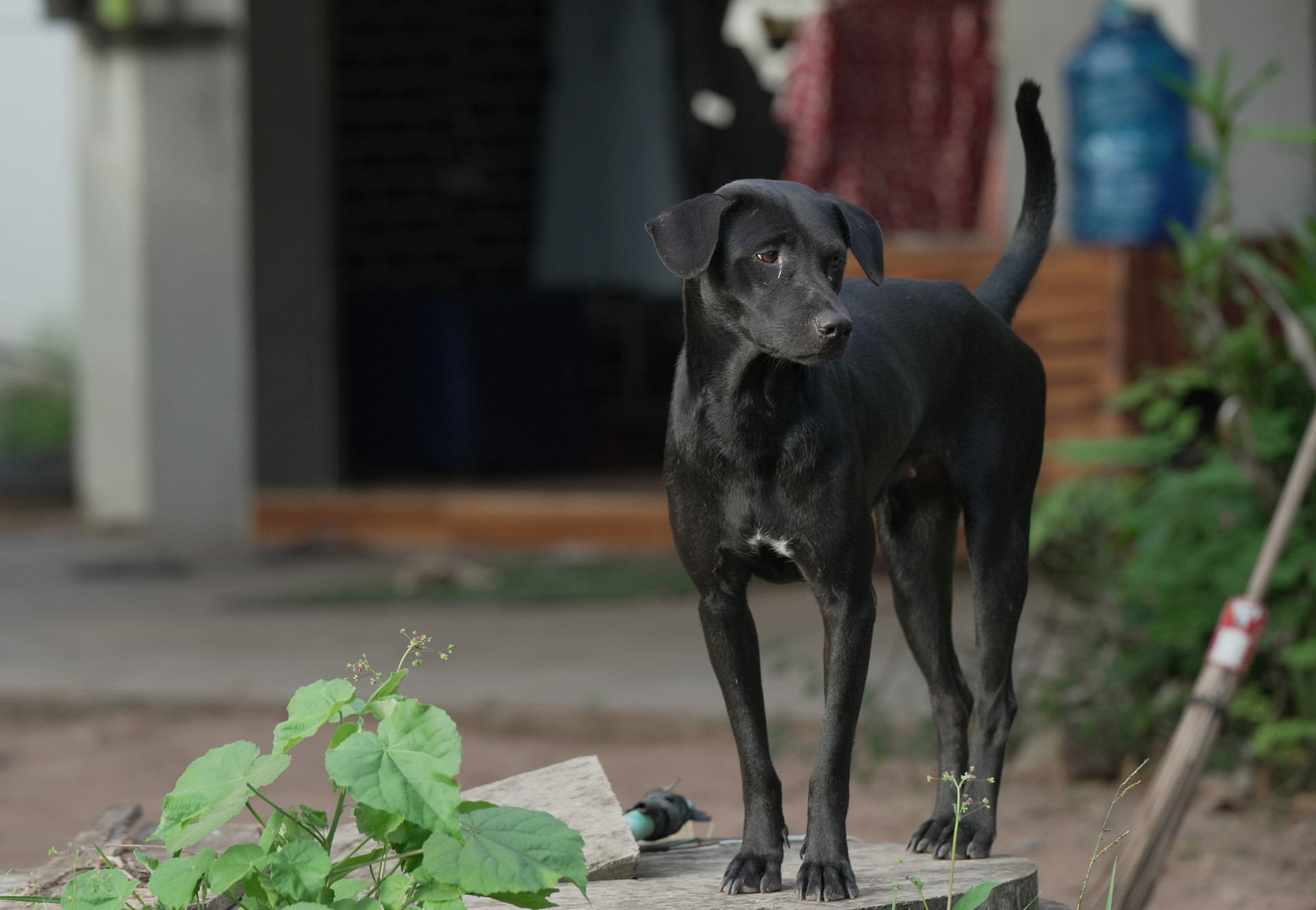 Black dog standing in a Cambodian backyard