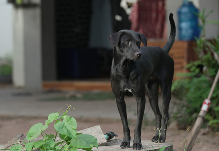 Black dog standing in a Cambodian backyard