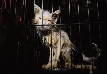 Wet cat trapped in a cage and part of the dog and cat meat trade in Vietnam