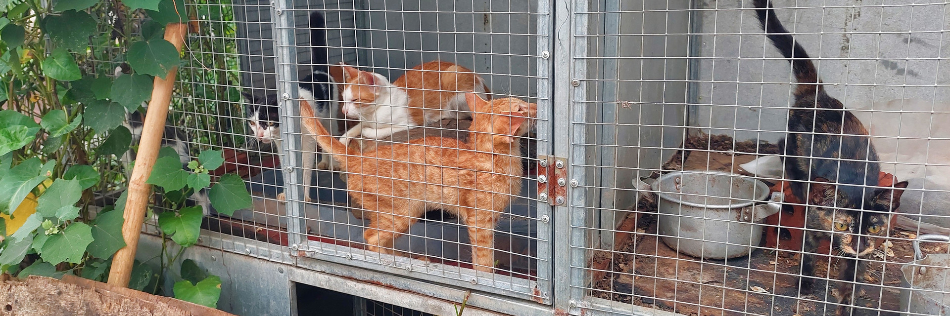 Cats trapped in cages