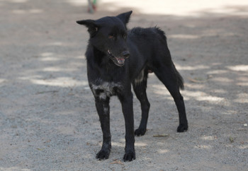 Black dog standing in Siem Reap