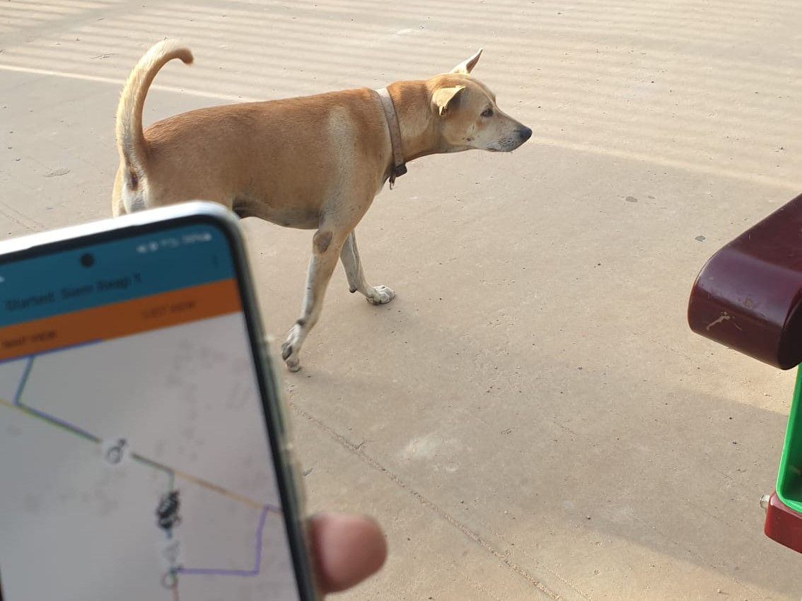 Phone with Survey app open and a dog in the background