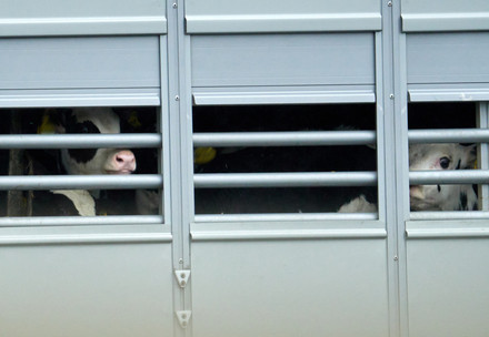 Calves transported on a truck