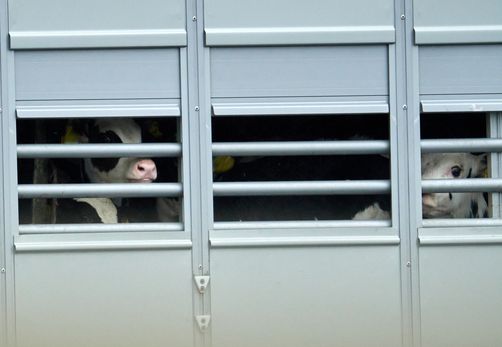 Brittany Ferries: Backtracking on Animal Welfare Promises Calves transported on a truck