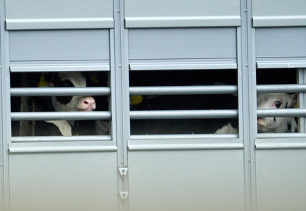 Calves transported on a truck