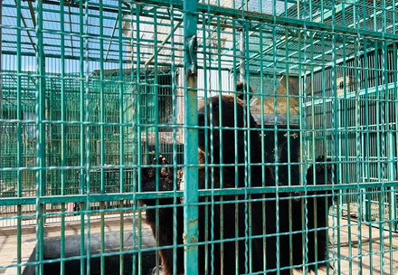 Brown bear trapped in private zoo in Ukraine Emergency Rescue of Two Bears in Ukraine