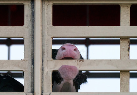 Calf being transported on a truck