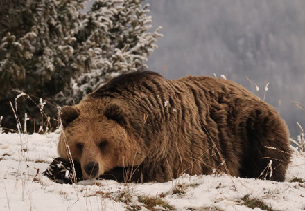 Bear Jamila at Arosa Bear Sanctuary