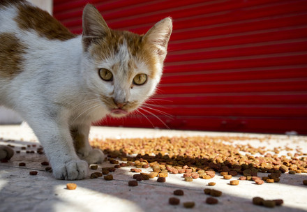 Stray cat eating food in Beirut