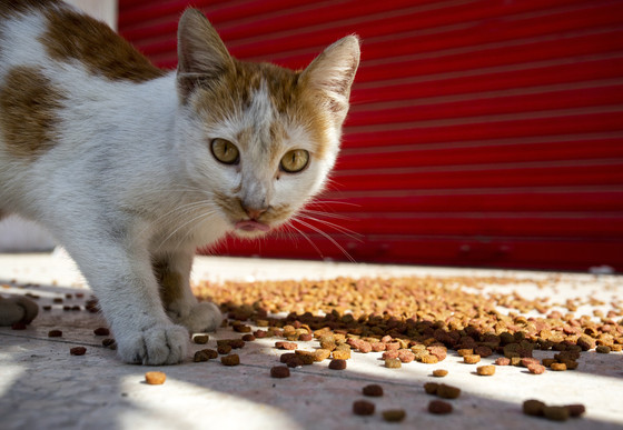 Stray cat eating food on the street in Beirut