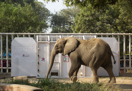 Elephant Madhubala in front of her transport crate in Pakistan