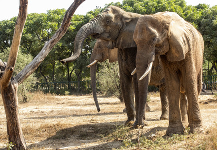Elephants Madhubala, Sonia and Malika in Pakistan