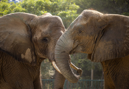 Reunion of elephant sisters at Karachi Safari Park, Pakistan