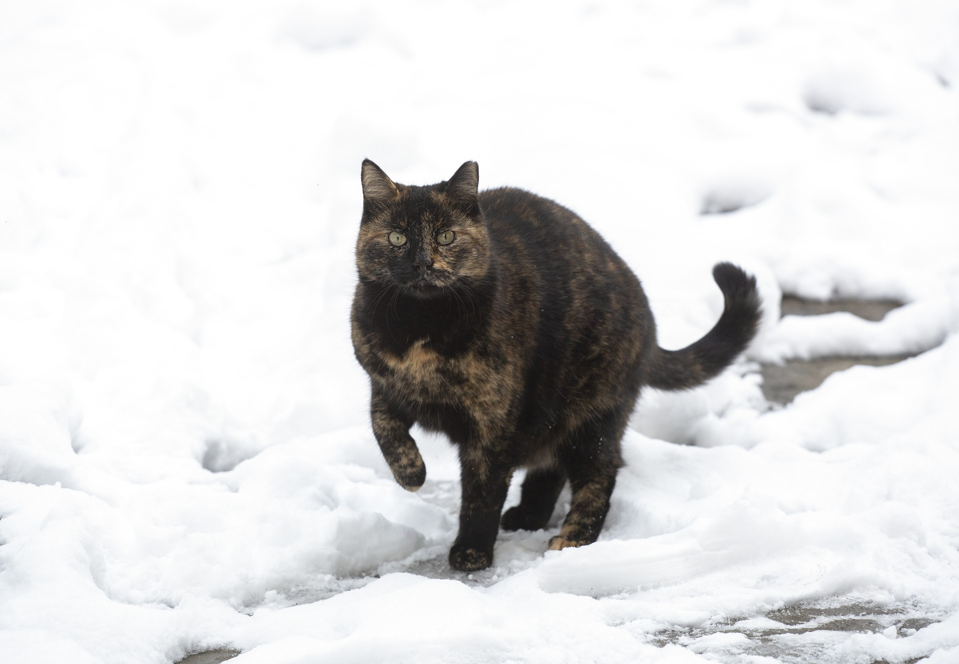 Stray cat in snow in Bulgaria