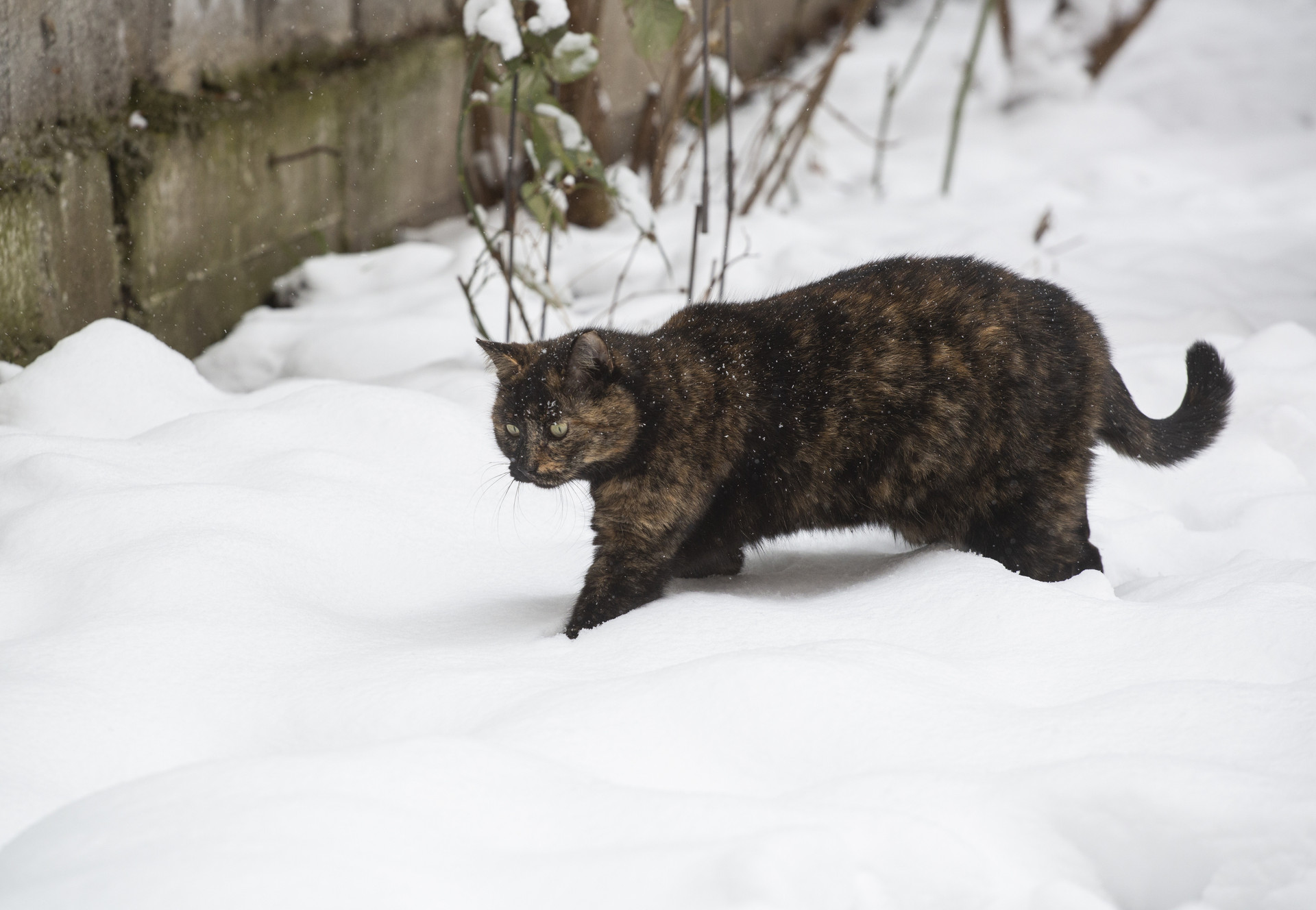 Cat in the snow