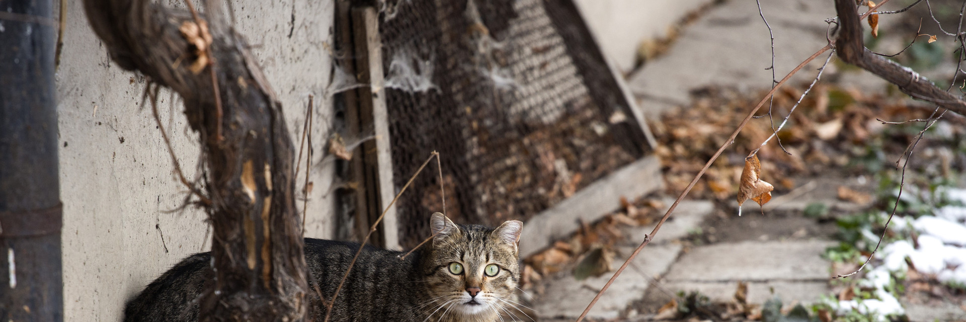 Stray cats cuddling each other under a car on the street