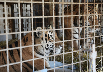 Circus tigresses Samba and Kenya
