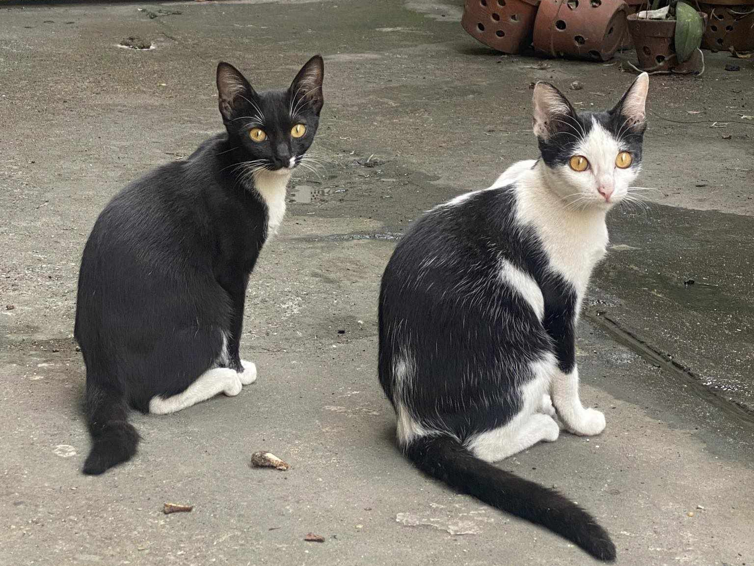 Two cats sitting down outside