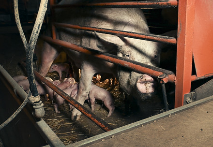 Sow fixated in a tiny cage with her piglets