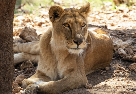 Lioness Lima at Al Ma'wa for Nature and Wildlife, Jordan