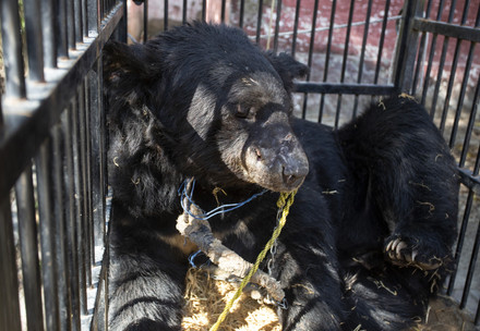 Black bear Rocky on a chain in a cage
