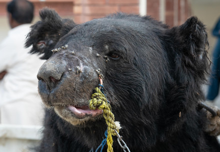 Sickly black bear rescued from bear baiting in Pakistan.