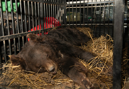 Rescued asiatic black bear laying in a truck on hay