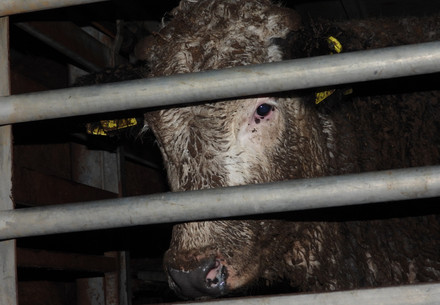 Cow in a livestock vessel travelling from Romania to Israel