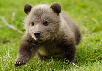Brown bear cub walking through grass