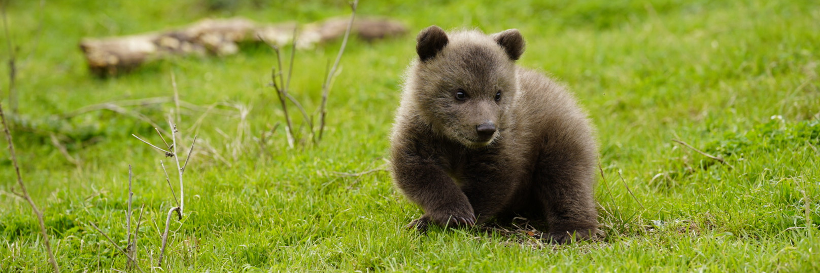 Rescued Bear Cub Dori Sitting in Grass Brown bear cub in grass