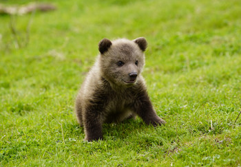 Bear Cub Dori at BEAR SANCTUARY Prishtina, Kosovo Bear cub in grass