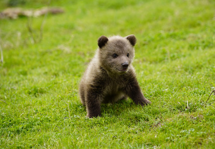 Brown bear cub