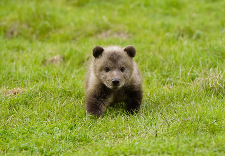 Bear cub walking on grass
