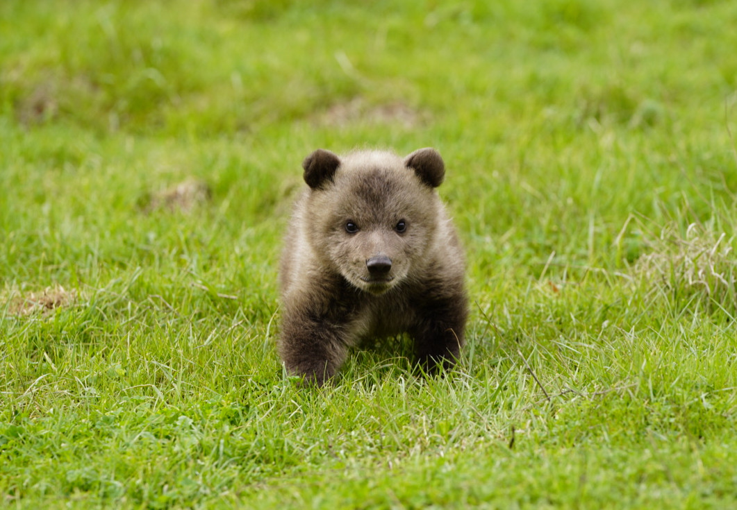 Rescue Bear Dori Bear cub walking on grass