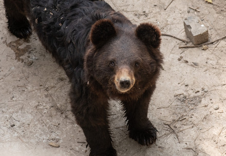 Black bear in an enclosure