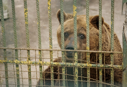 Brown bear behind bars in captivity