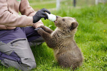 Rescued bear cub being bottle fed