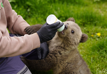 Rescued Bear Cub Dori Being Fed Bear cub being fed milk in a bottle