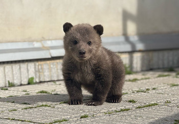 Bear Cub Dori at BEAR SANCTUARY Prishtina, Kosovo Brown bear cub