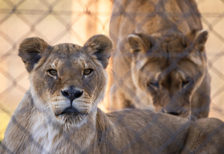 Two lionesses at LIONSROCK Big Cat Sanctuary in South Africa