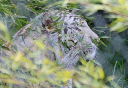 White tiger in an outdoor enclosure