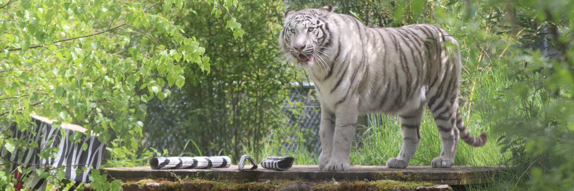 Tigress Ramba at TIERART Tigress Ramba at TIERART