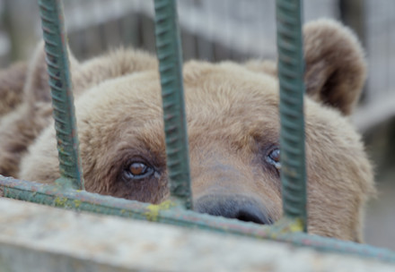 Brown bear behind bars in a enclosure